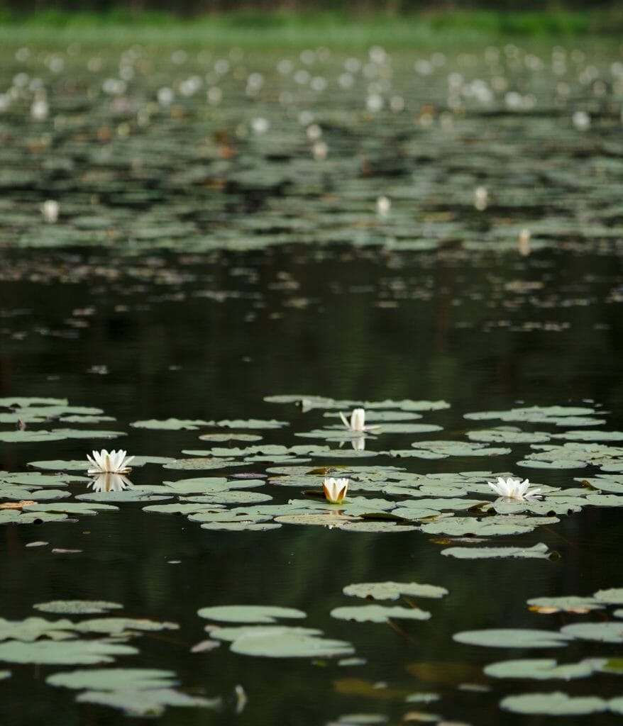 nénuphar, liesbach