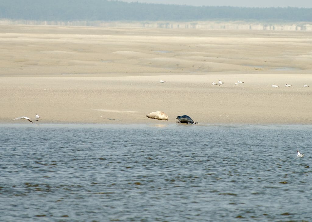 seals on the beach seals on the beach