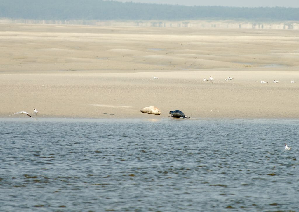 seals on the beach