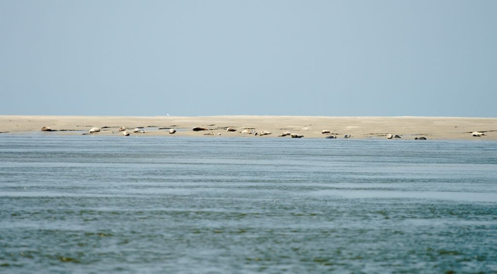 seals, point du hourdel