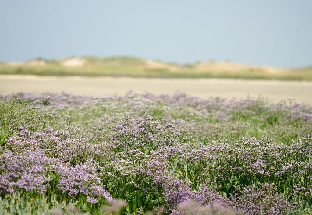 baie d'authie