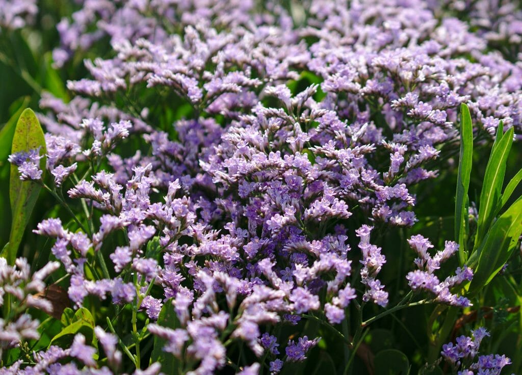 fleur baie authie