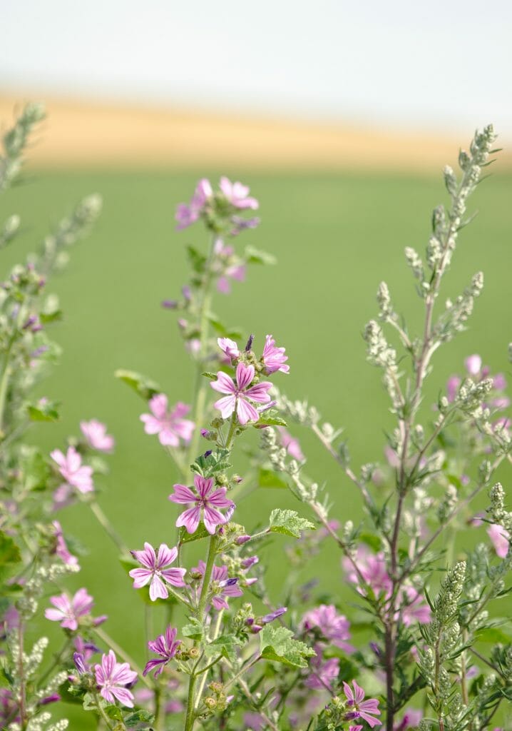 fleur dans le nord de la france