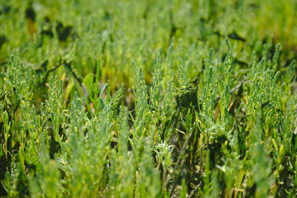 samphire Authie Bay