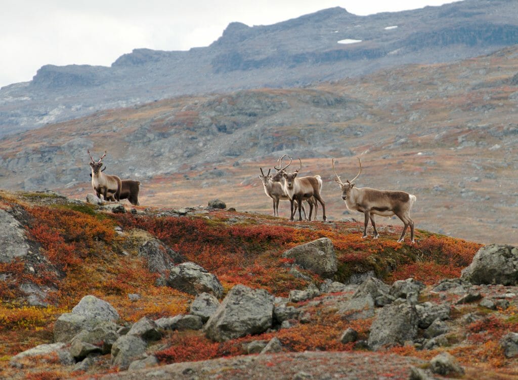 reindeers in swedish lapland