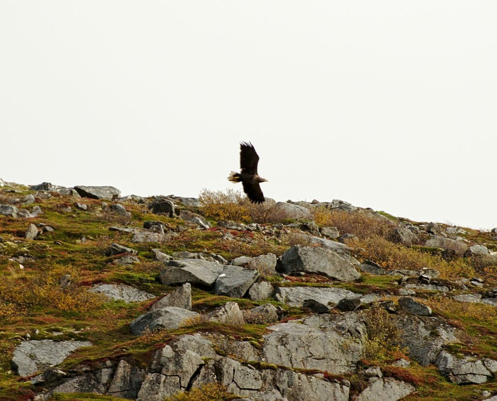 aigle-lofoten