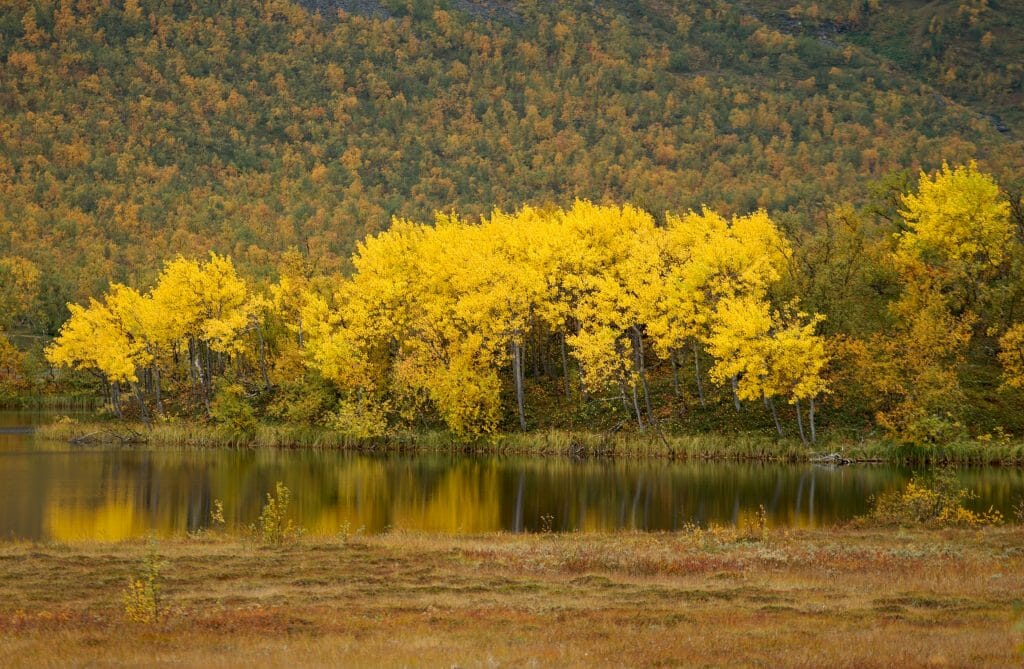 automne-jaune-laponie