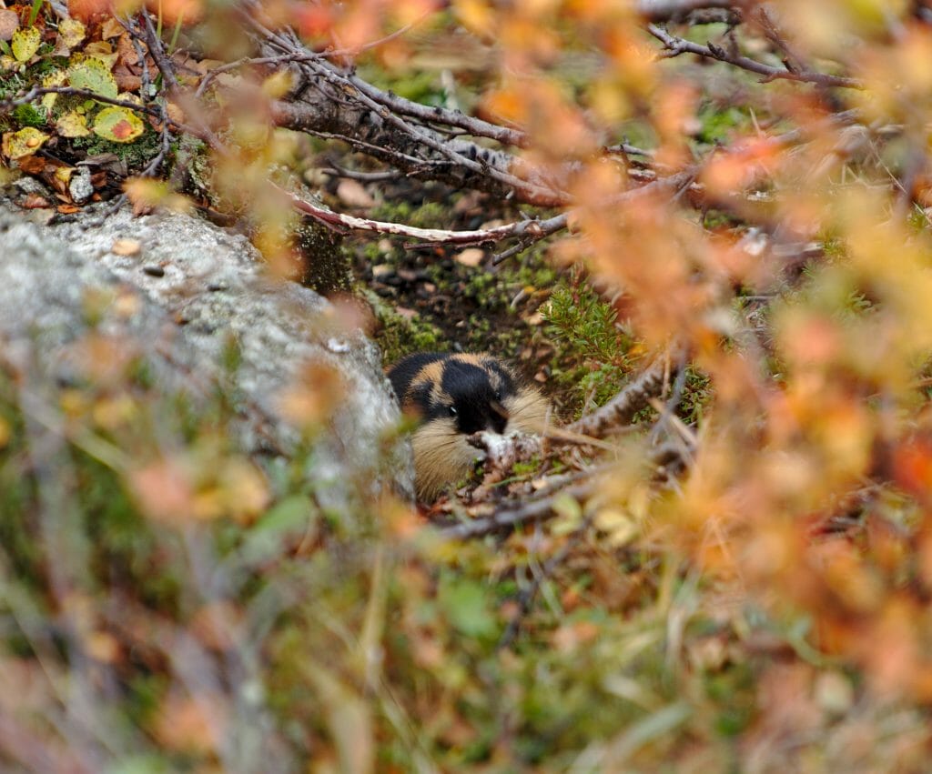 lemmings-laponie