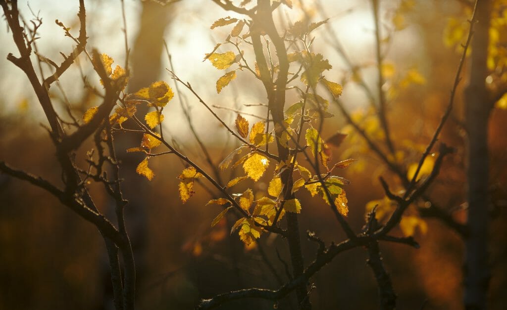 lumiere-automne-laponie
