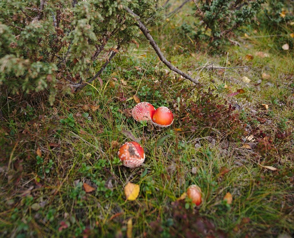 fly killer amanite kungsleden