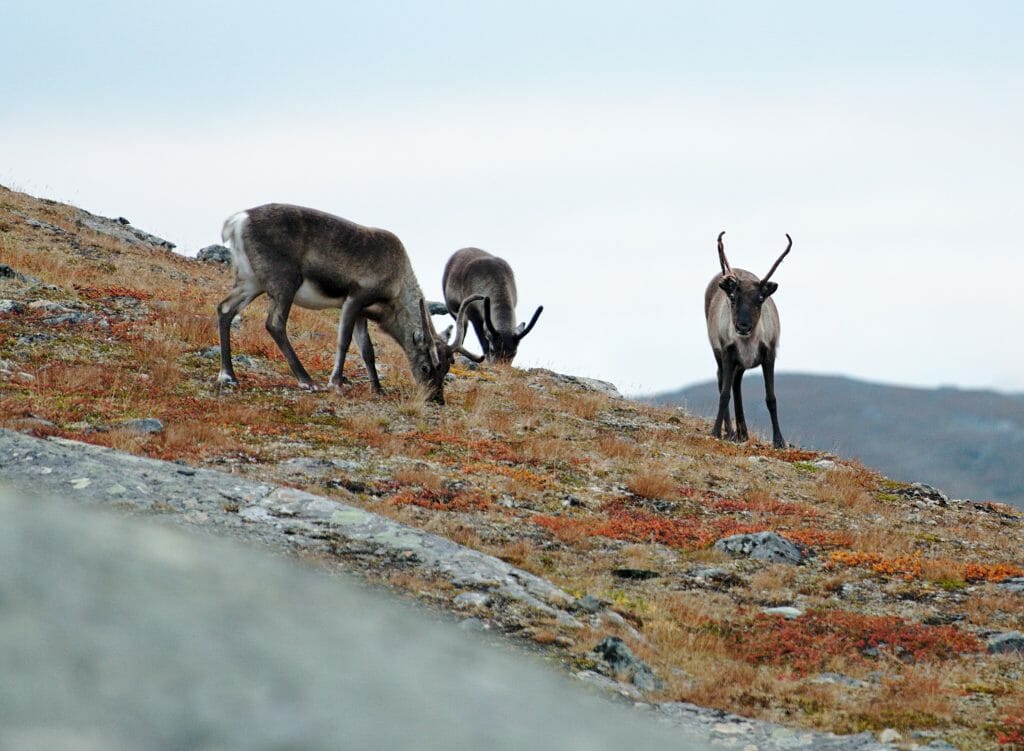 Reindeer in lapland