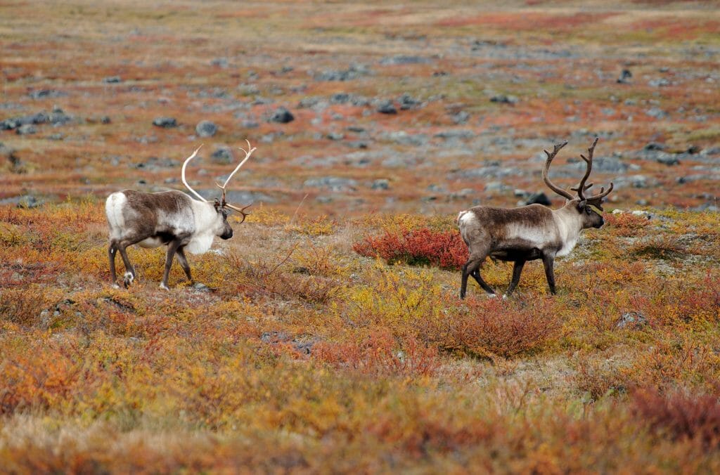 raindears kungsleden