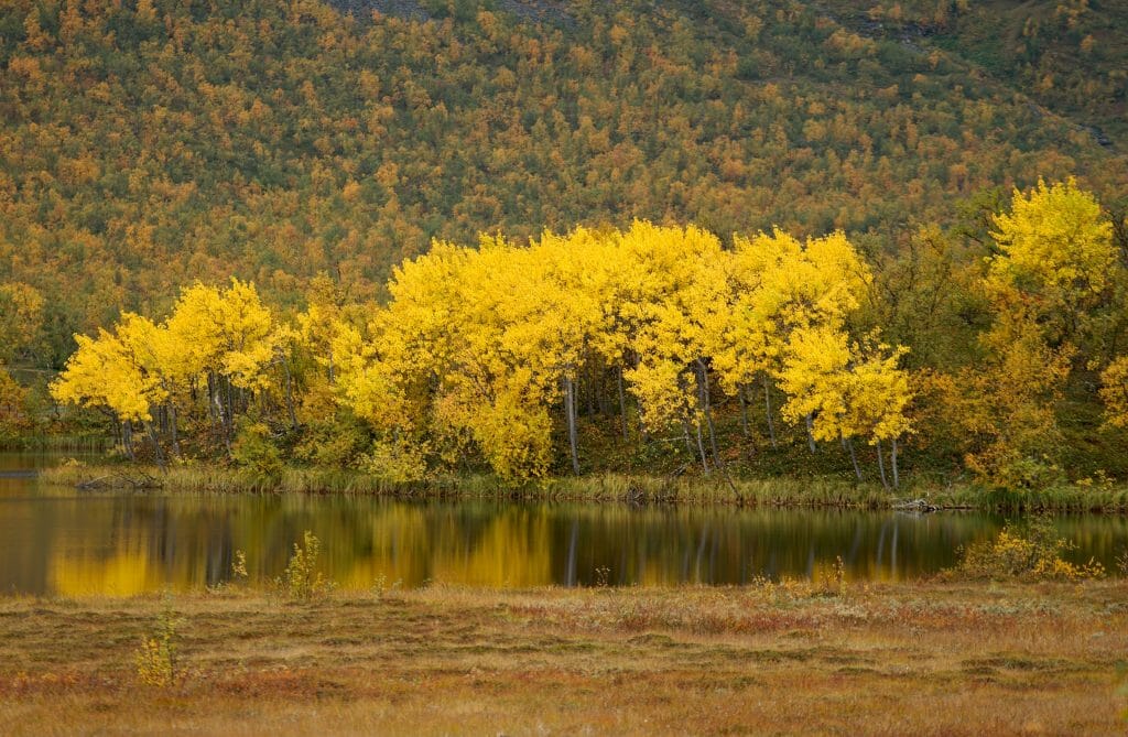 autumn colours in lapland