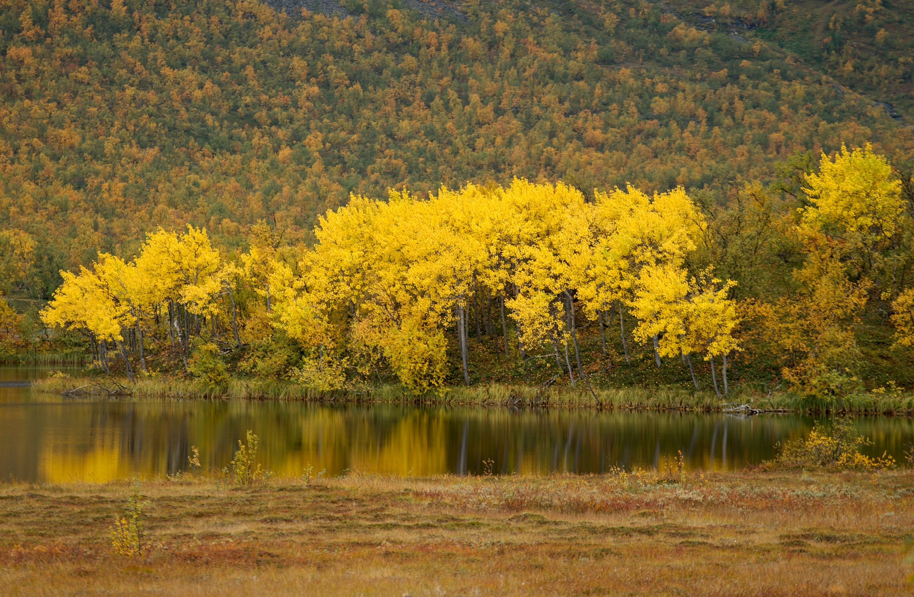 les couleurs d'automne en laponie