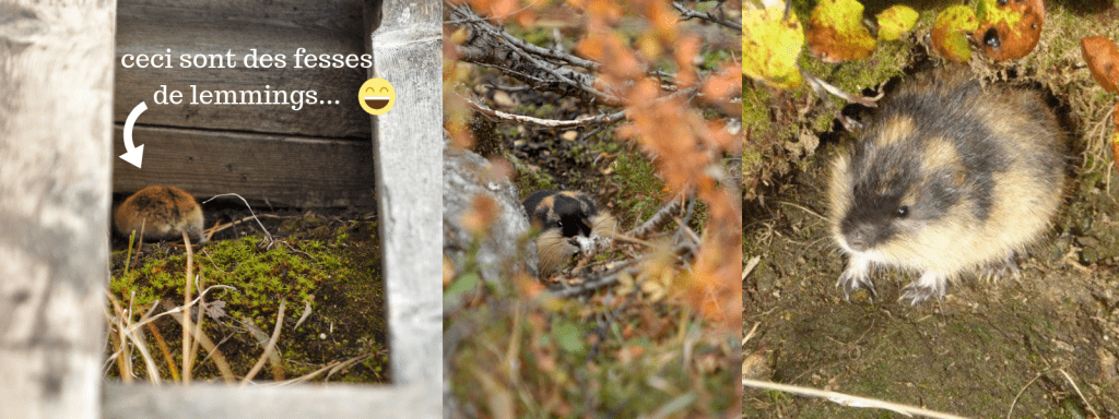 lemmings en laponie