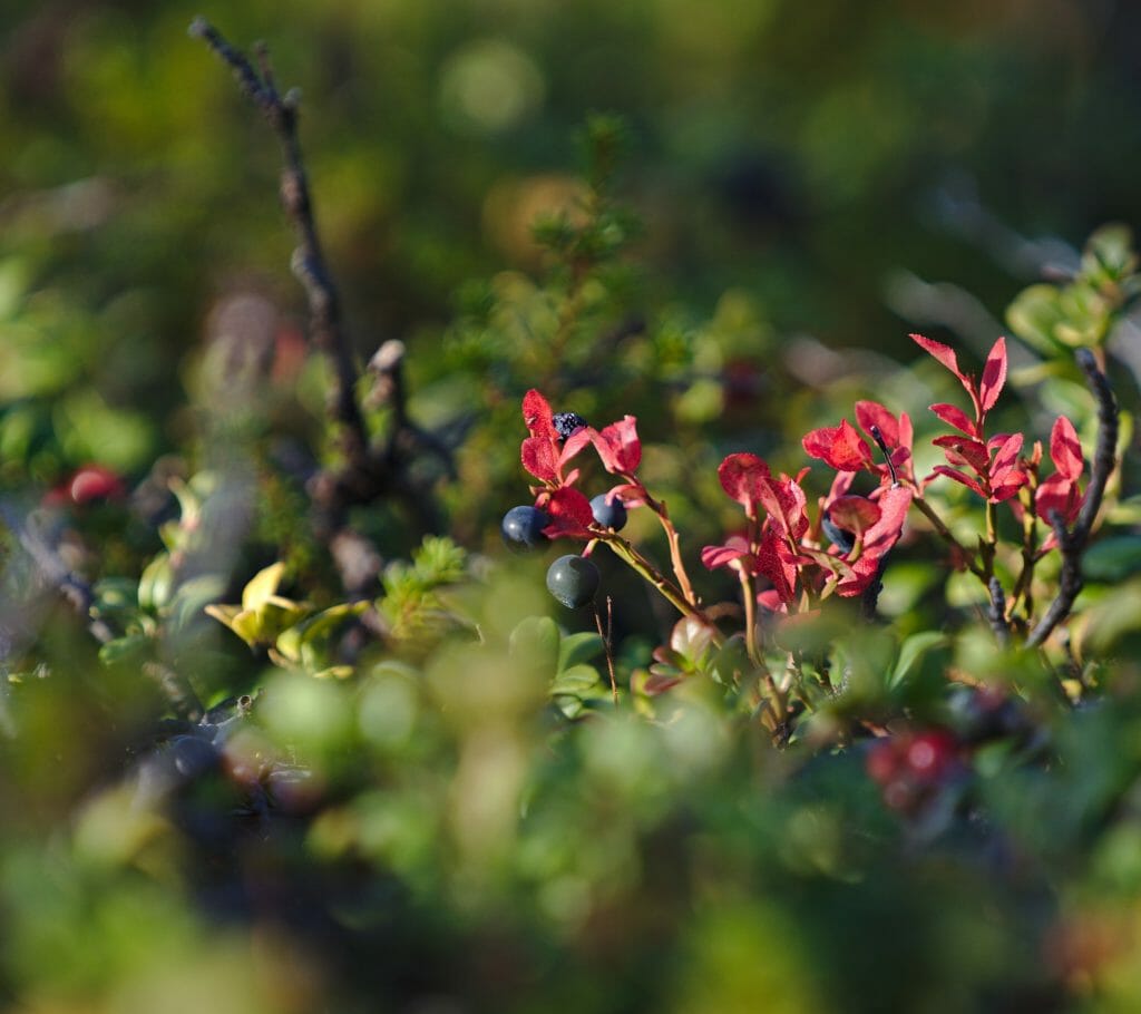 blueberries kungsleden