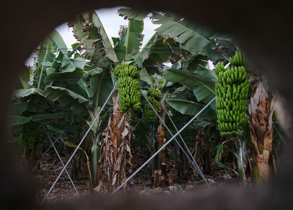 banane tenerife