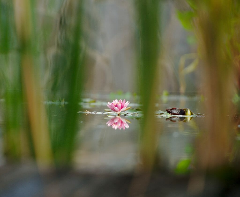 jardin botanique espagne