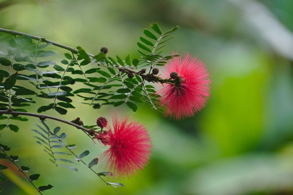 jardin botanique de tenerife