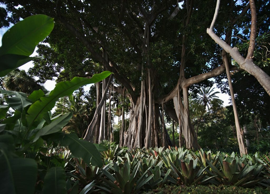 arbre de tenerife