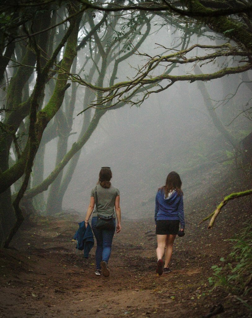 brouillard dans la forêt