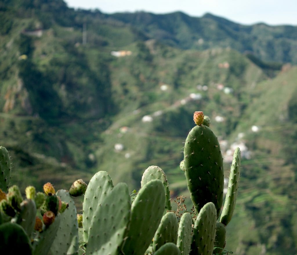 cactus à tenerife