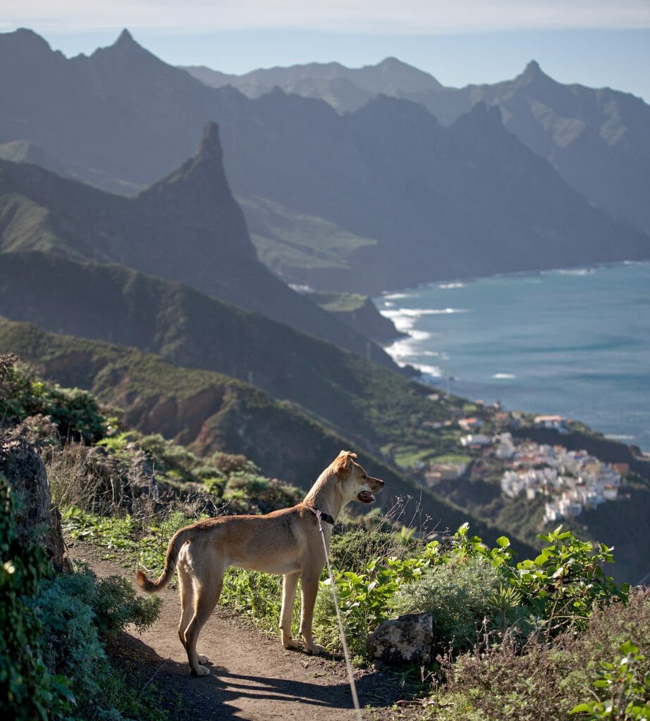 randonnée avec un chien à tenerife