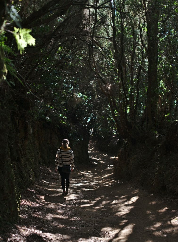 forêt dans l'anaga