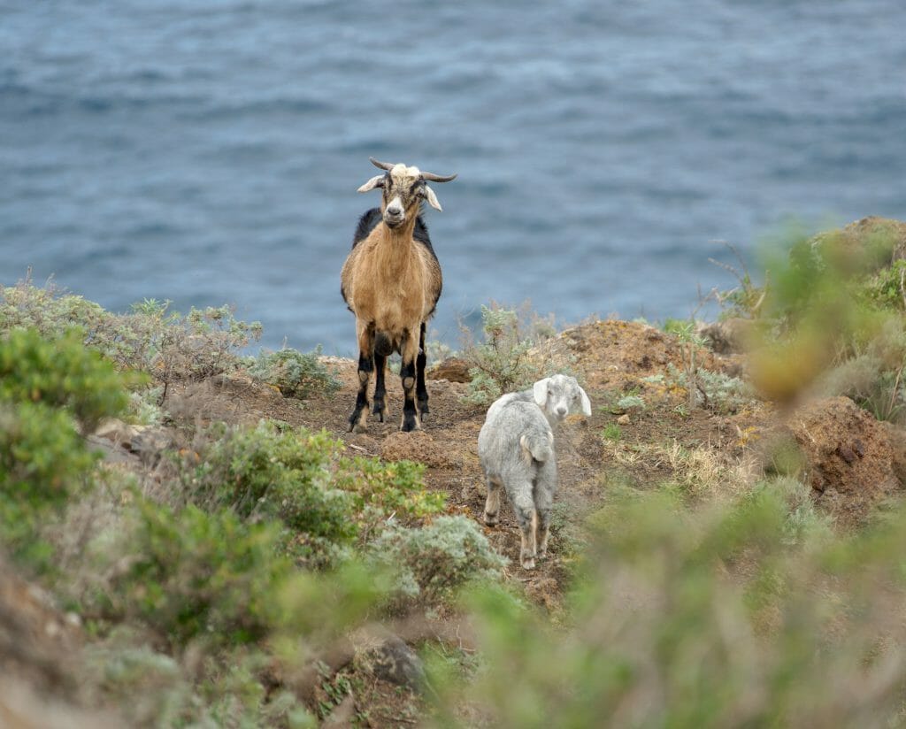 chèvres dans le parc de l'anaga