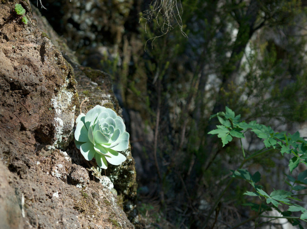 plantes Tenerife