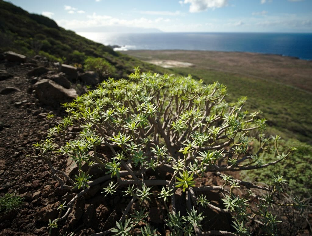 punta de teno