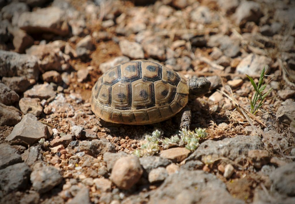 bebe tortue turquie