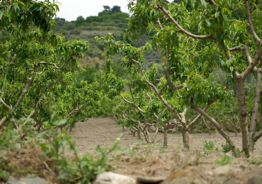 sirince-fruits