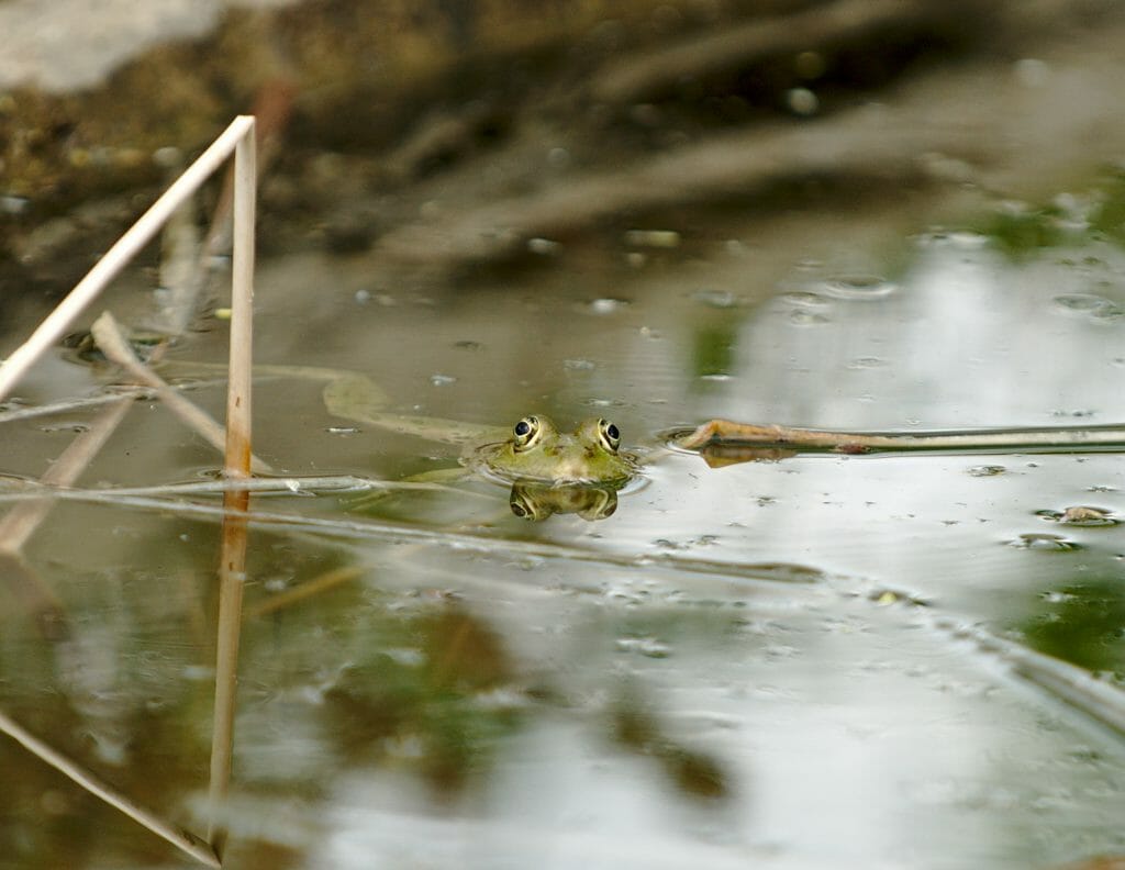 sirince-grenouille