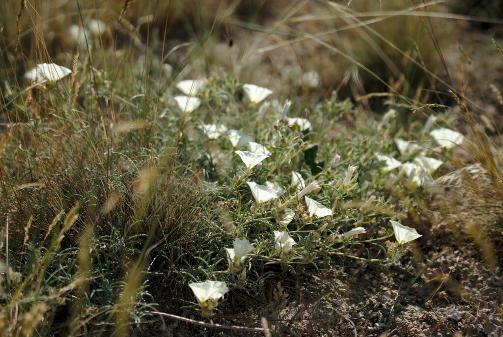 fleurs cappadoce