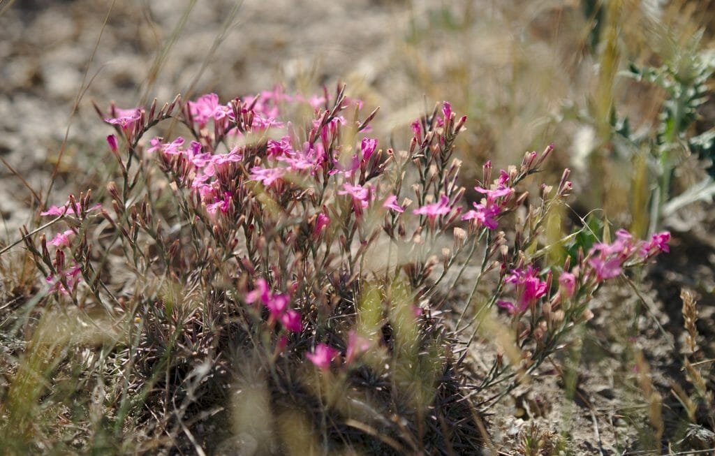 fleur cappadoce