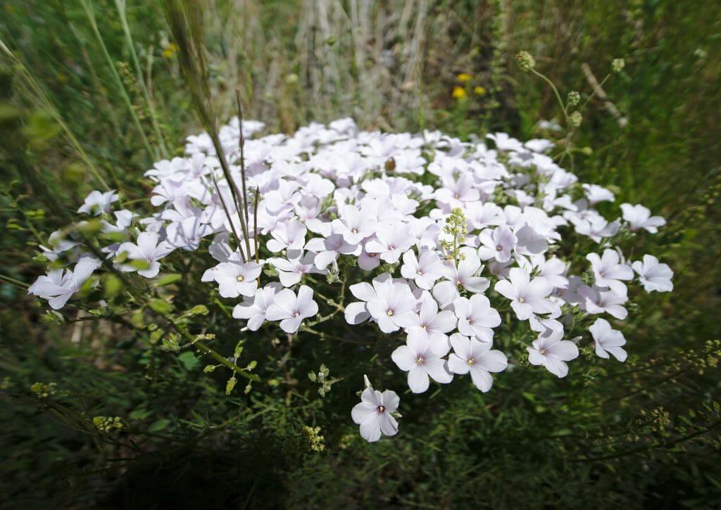 fleurs de cappadoce