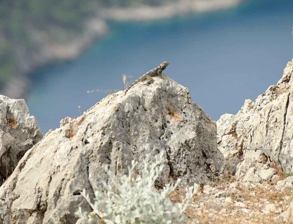 lézard sur la voie lycienne