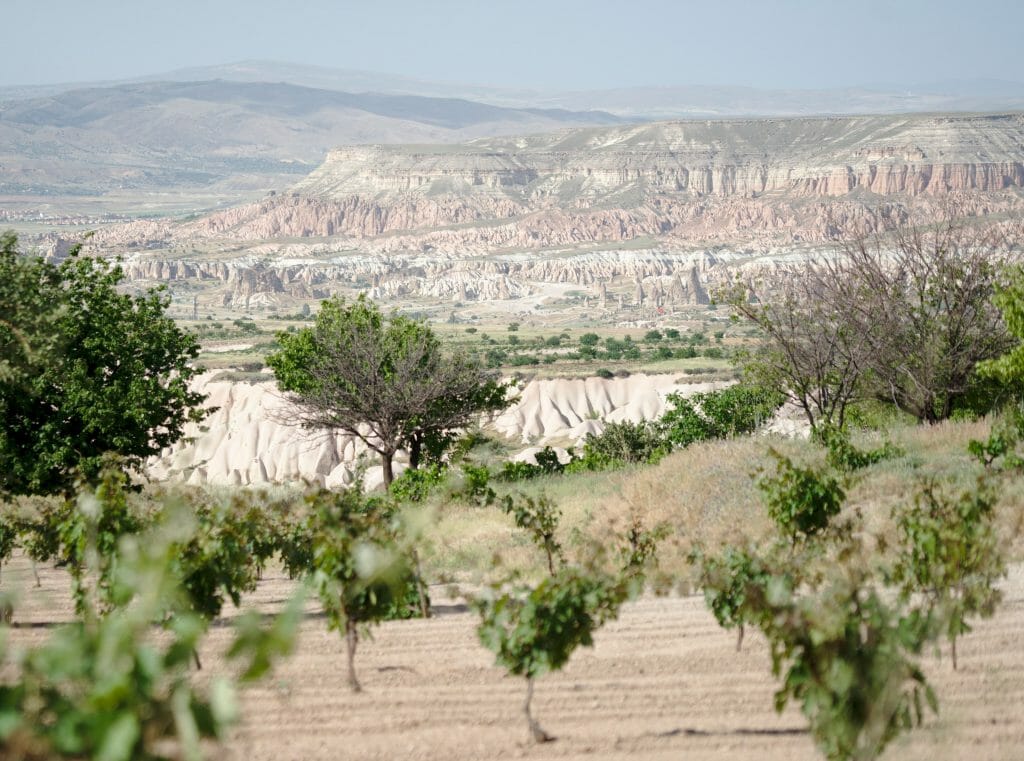 vignes de Cappadoce