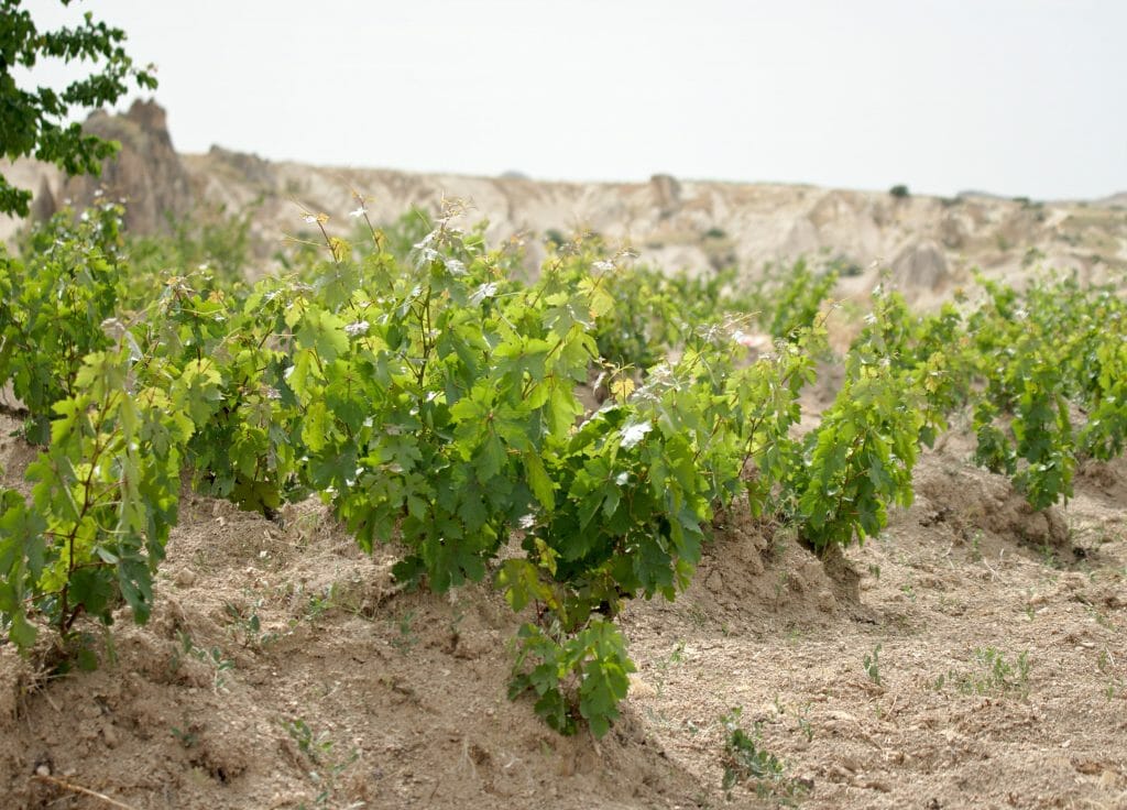 vignes de cappadoce