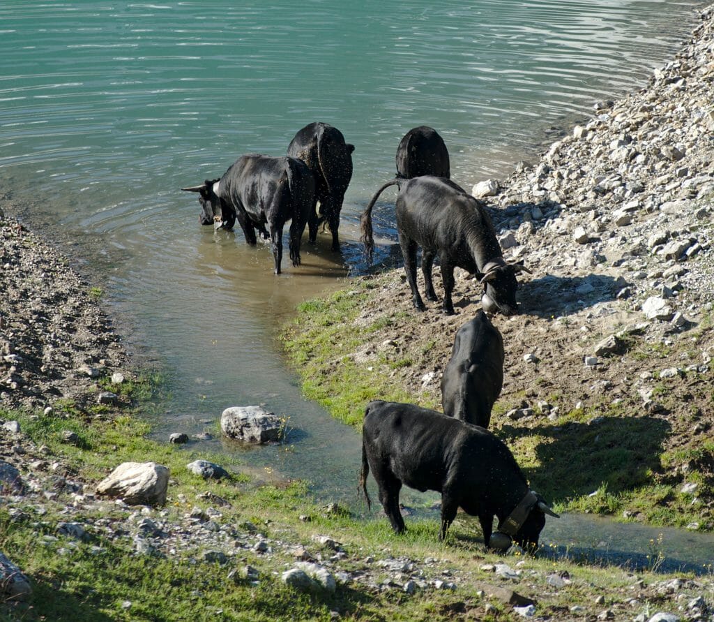 vaches à salanfe