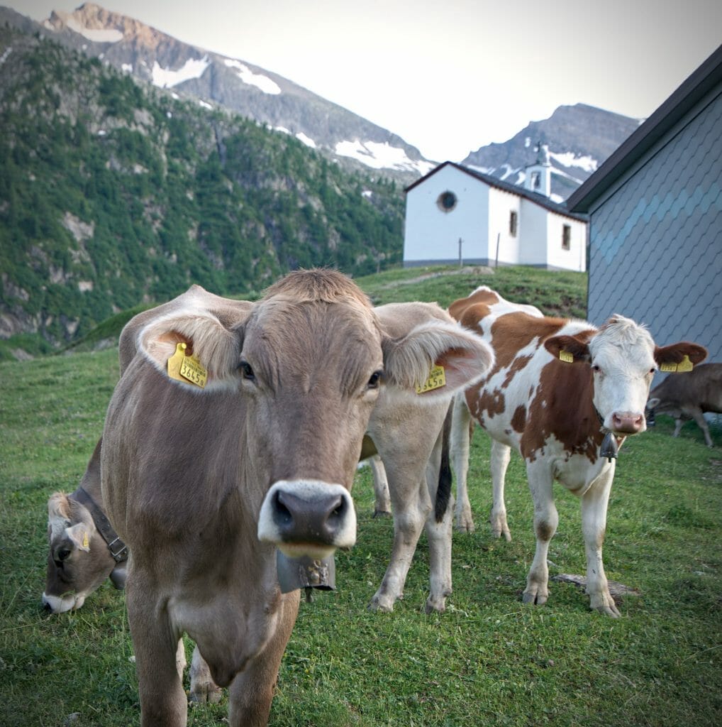 les vaches de l'auberge de salanfe