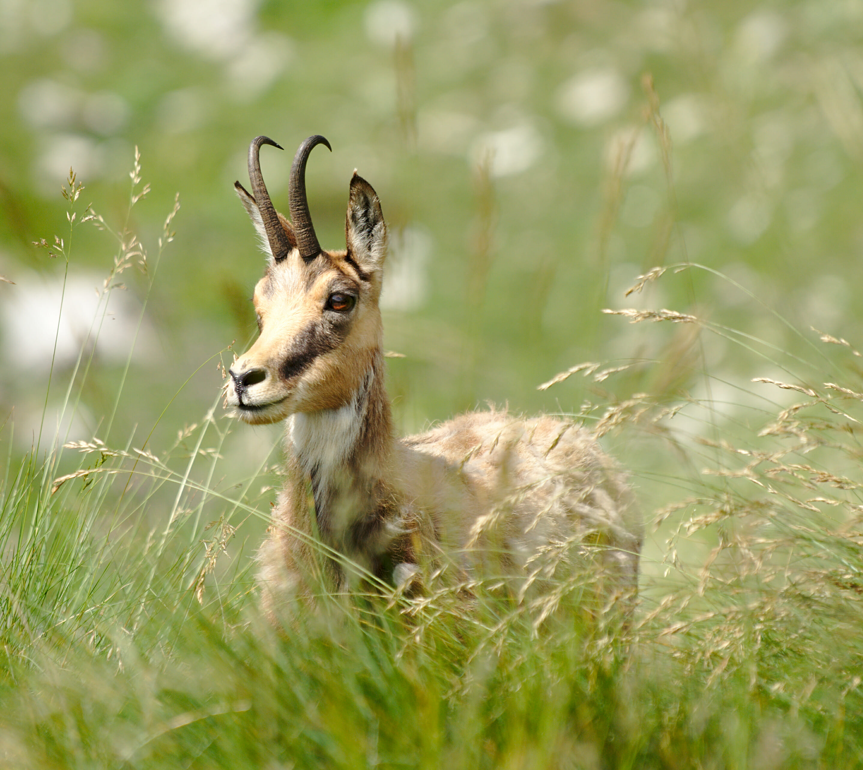 chamois pirin bulgarie