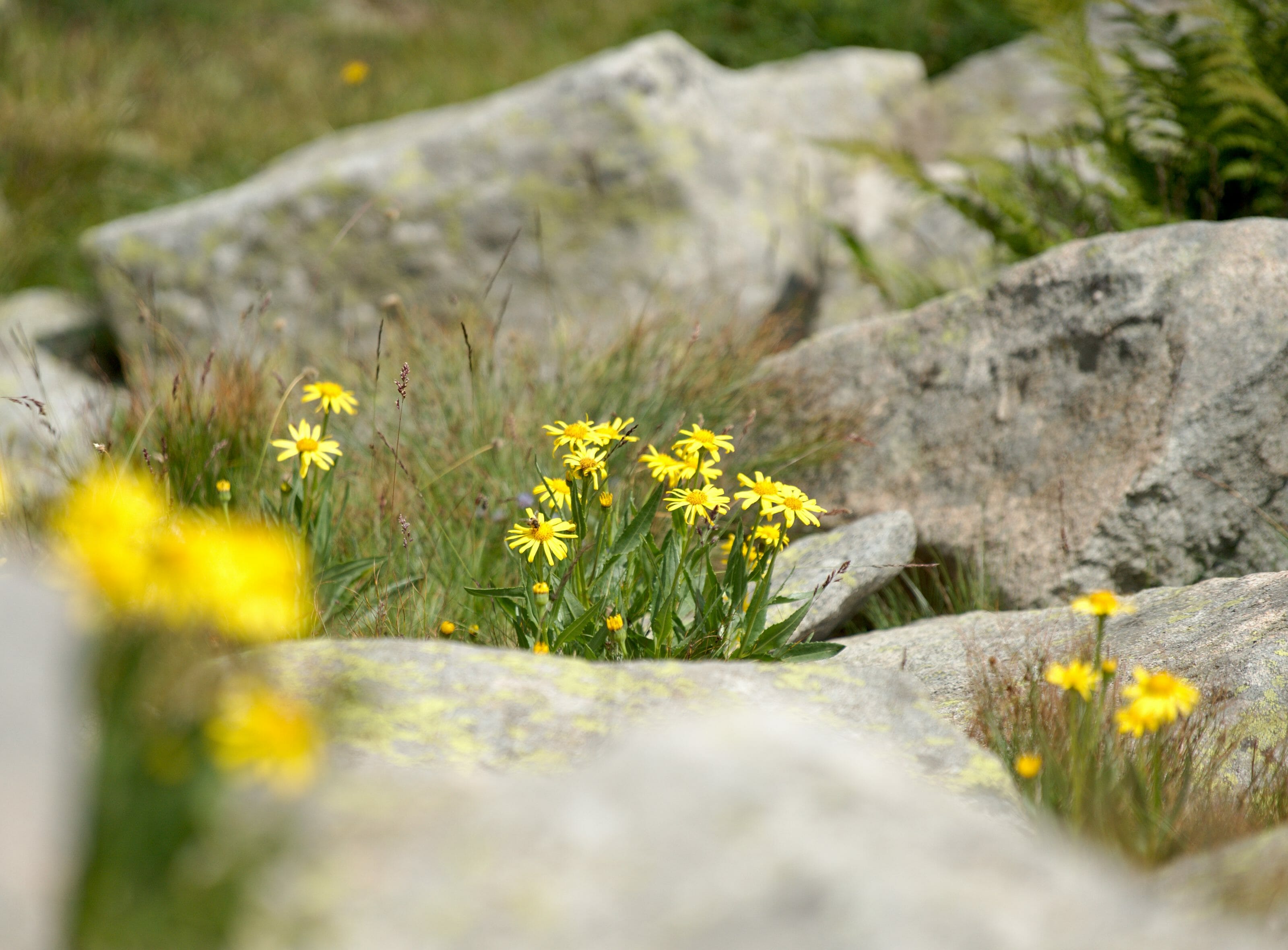 flower pirin national park