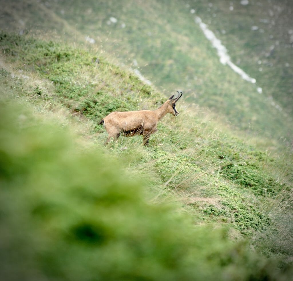 chamois koncheto