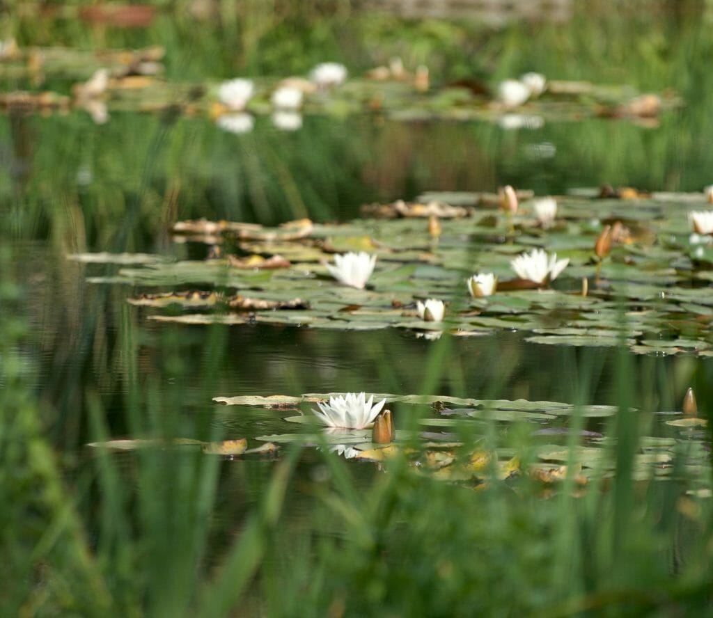 nébuphare jardin botanique zagreb