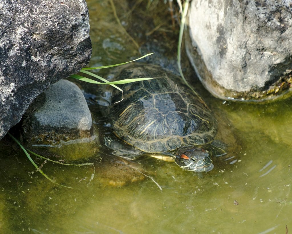 tortue jardin botanique