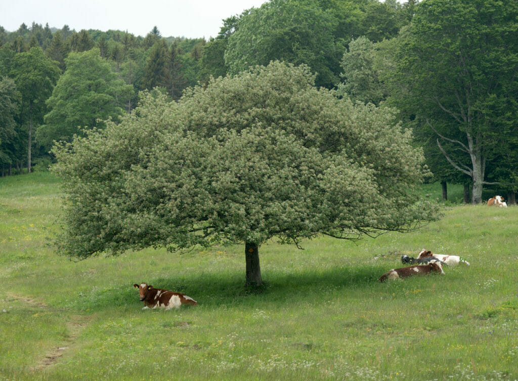 arbre et vaches