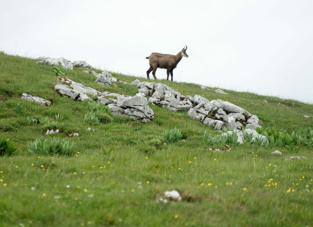 jeune chamois