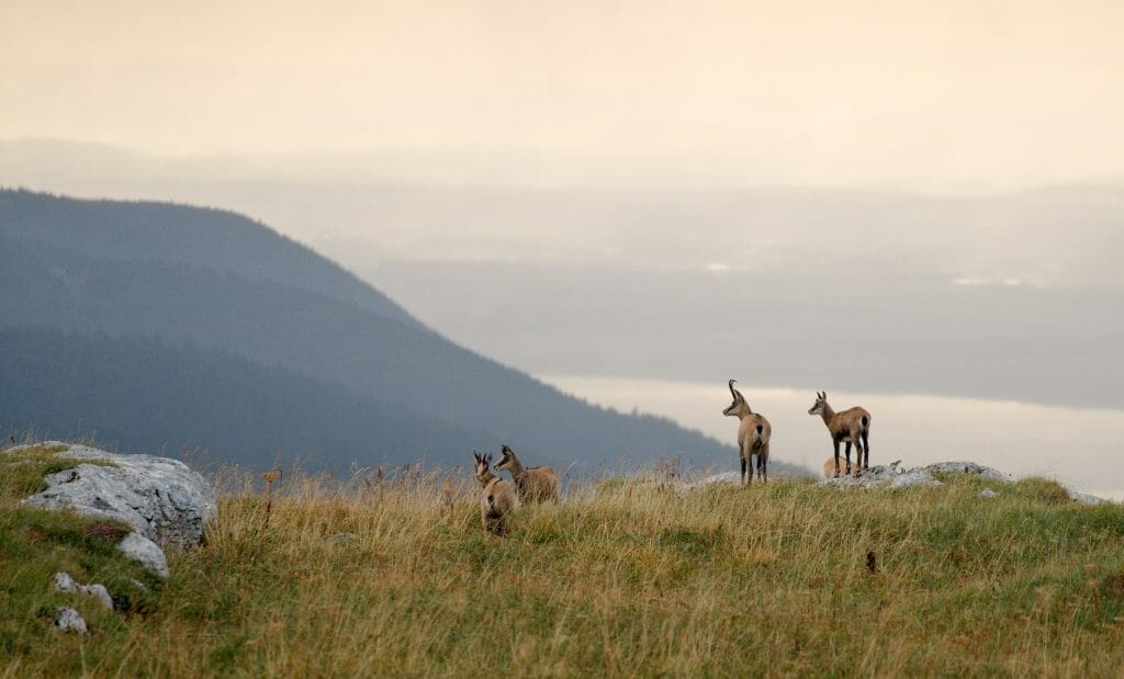 chamois, vaud